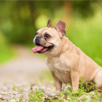 French Bulldog sitting on grass outside looking away