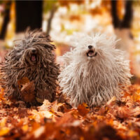 two puli dogs running through leaves