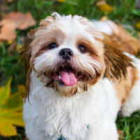 cute shih tzu dog