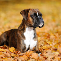 boxer lying in leaves