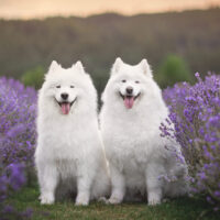 two samoyeds