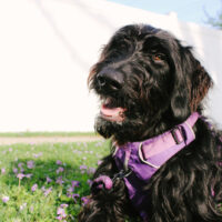 black goldendoodle