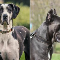 cane corso vs great dane comparison