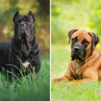 cane corso vs boerboel