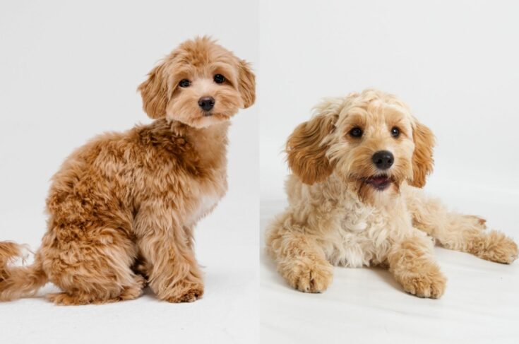 Cavapoo Vs Maltipoo: So Similar, But So Different