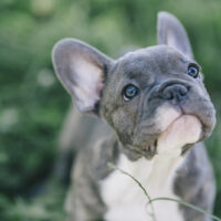 french bulldog puppy