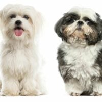 maltese vs shih tzu