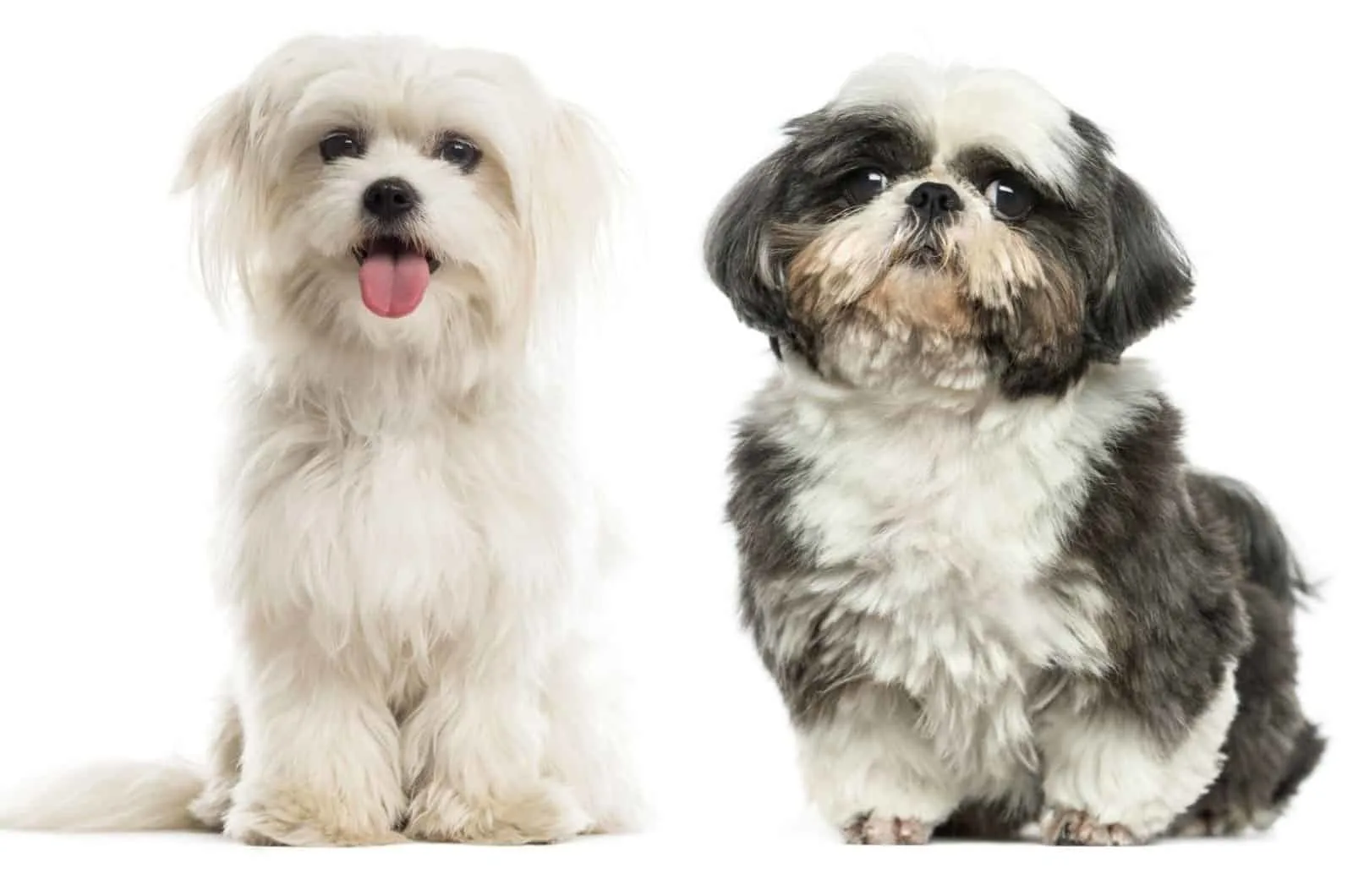 https://www.pupvine.com/wp-content/uploads/2022/01/Maltese-Vs.-Shih-Tzu-Which-One-Should-You-Get.jpg.webp