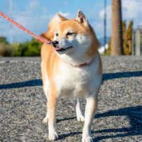 Mame Shiba Inu standing outside