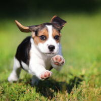 beagle puppy running