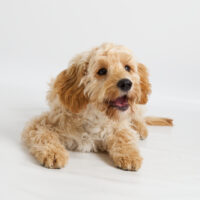 cute cavapoo dog