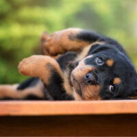 cute rottweiler puppy