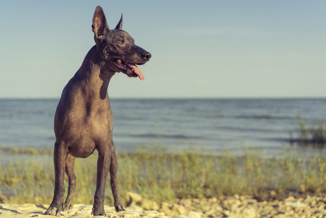 15 Weird Dog Breeds: Your Guide To The Weirdest Dogs Ever