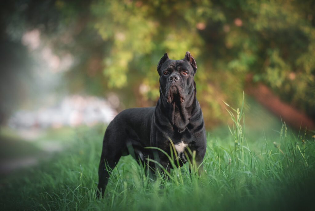 Cane Corso Vs. Pitbull: Which One Is The Best Dog For You?