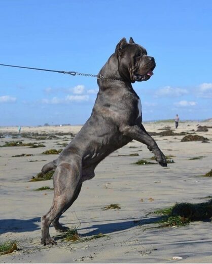 Cane Corso Vs Rottweiler: Which One Is The Better Guard Dog?