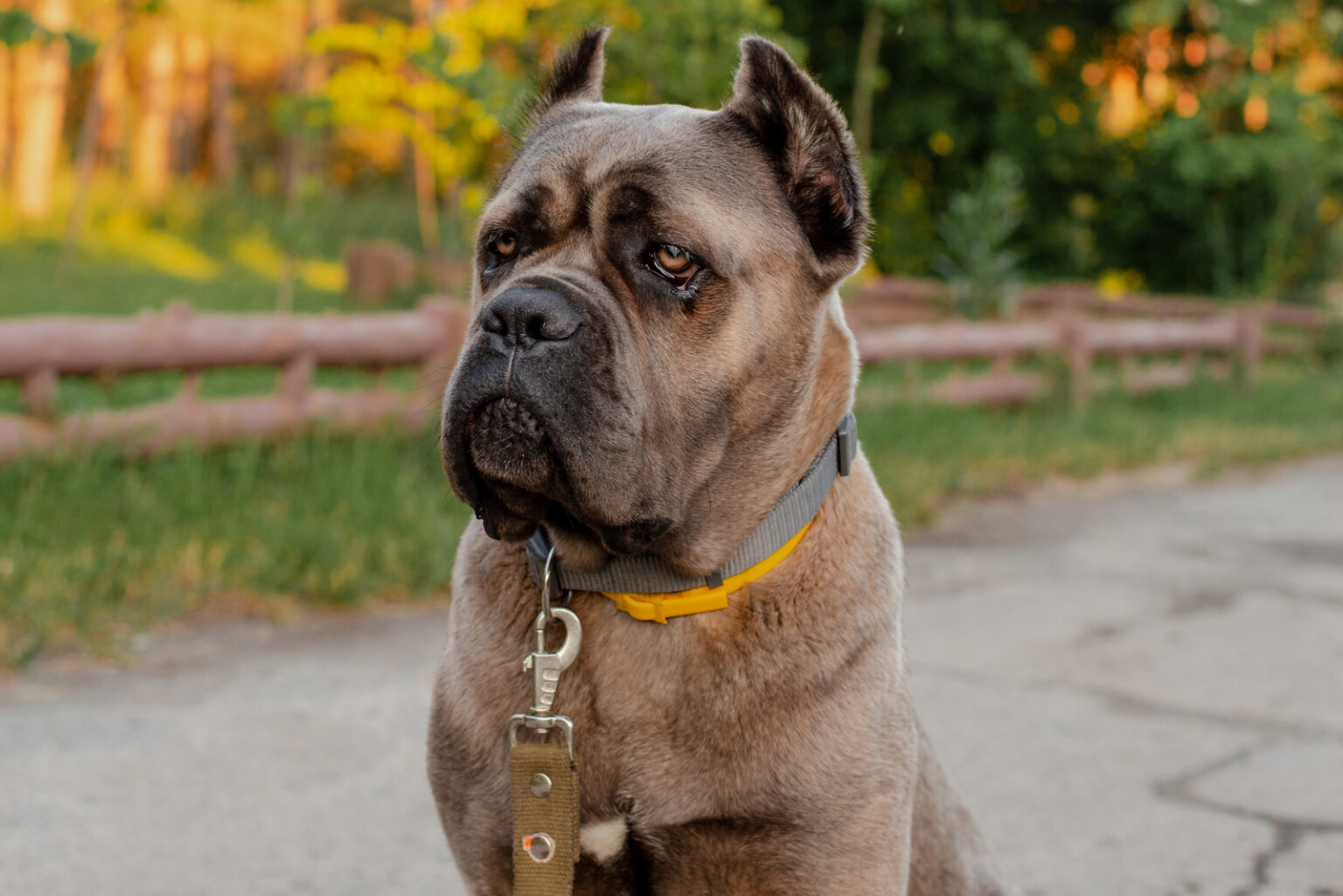 Formentino Cane Corso: What You Need To Know Before Buying