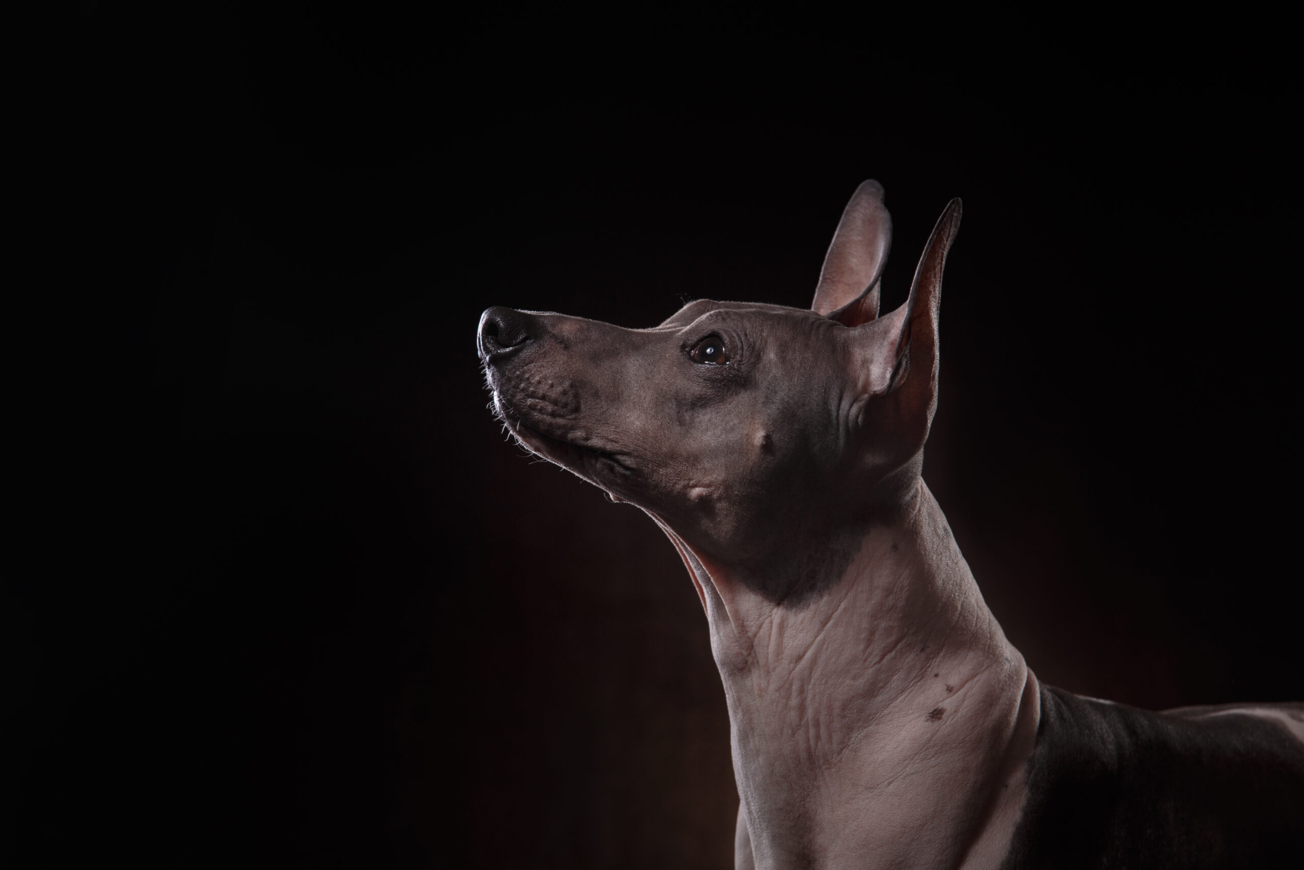 argentine pila dog looking up