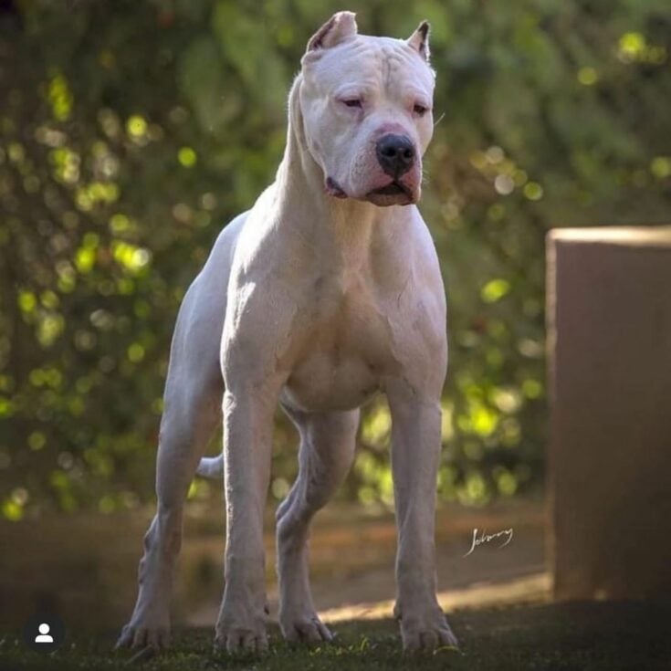 Dogo Argentino Vs. Cane Corso – Who Would Win?