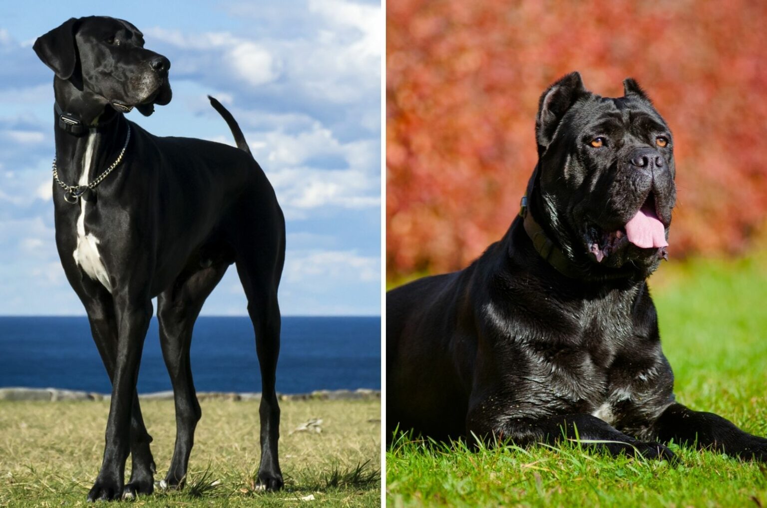 Cane Corso Vs Great Dane: Which One Is A Better Choice?