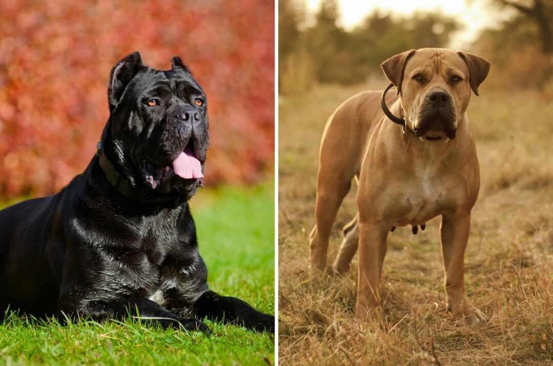 Cane Corso Vs. Boerboel: Which Is The Right Breed For You?