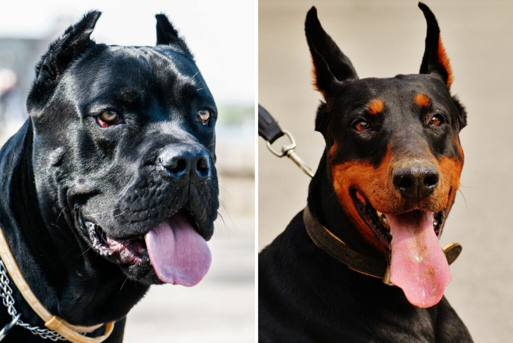 Cane Corso Vs Doberman: The Battle Of The Mighty Paws