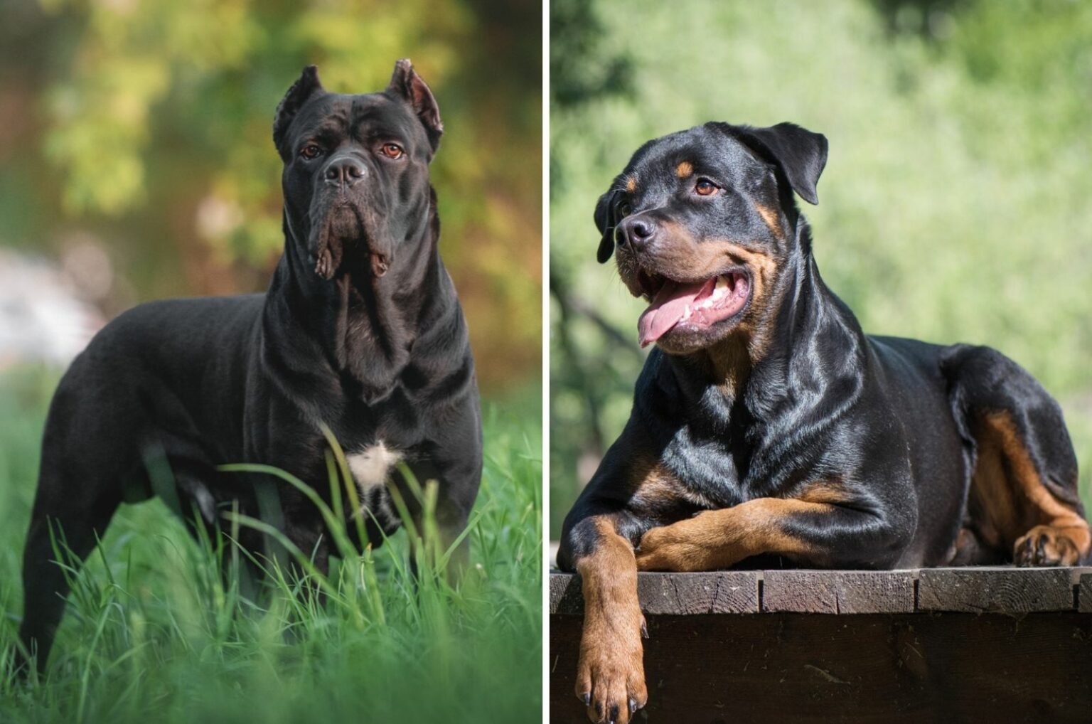 cane-corso-vs-rottweiler-which-one-is-the-better-guard-dog