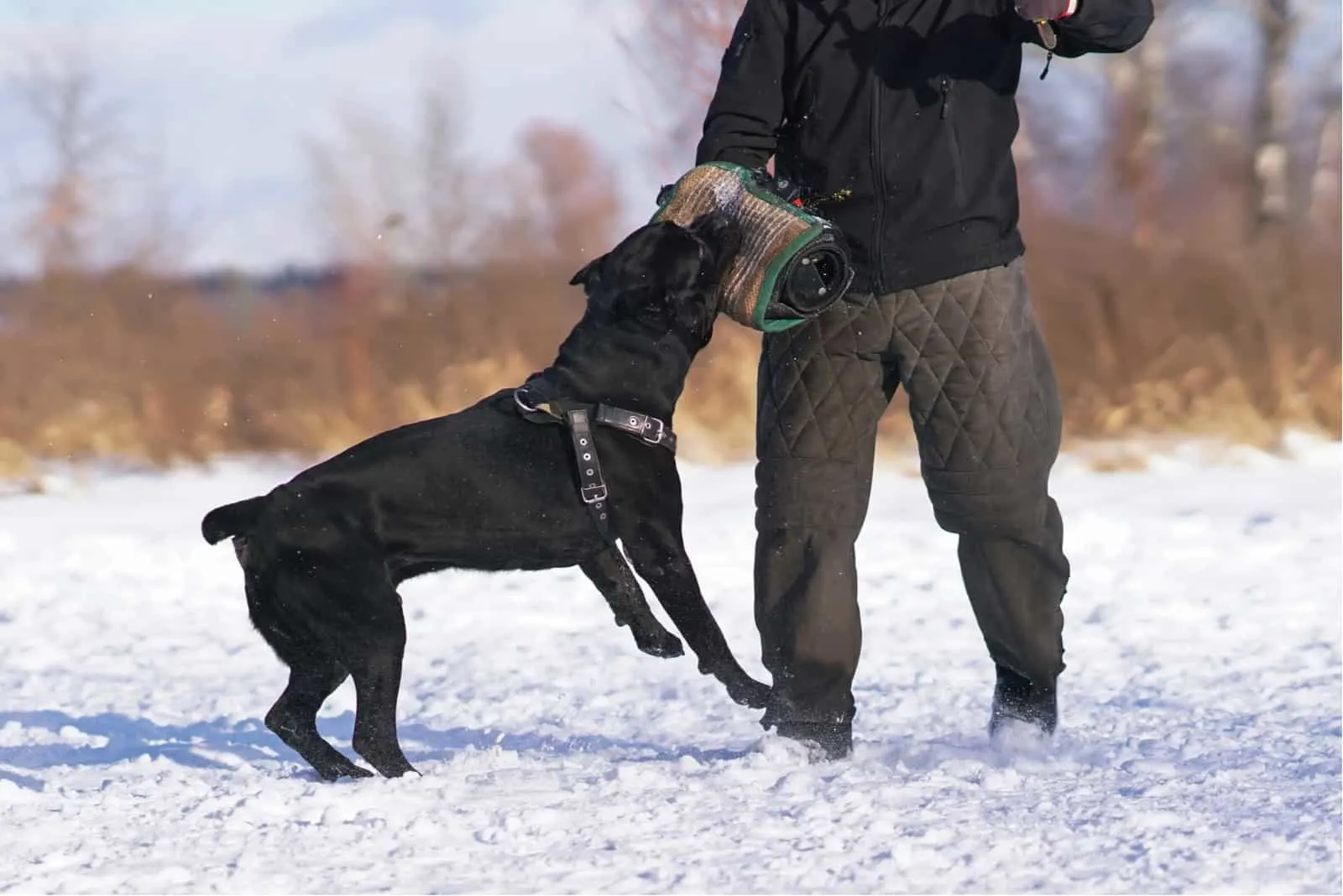 Cane Corso Vs Rottweiler: Which One Is The Better Guard Dog?