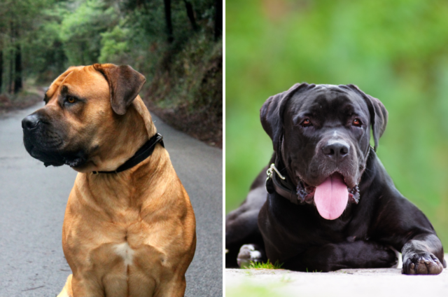 Cane Corso Vs. Boerboel: Which Is The Right Breed For You?