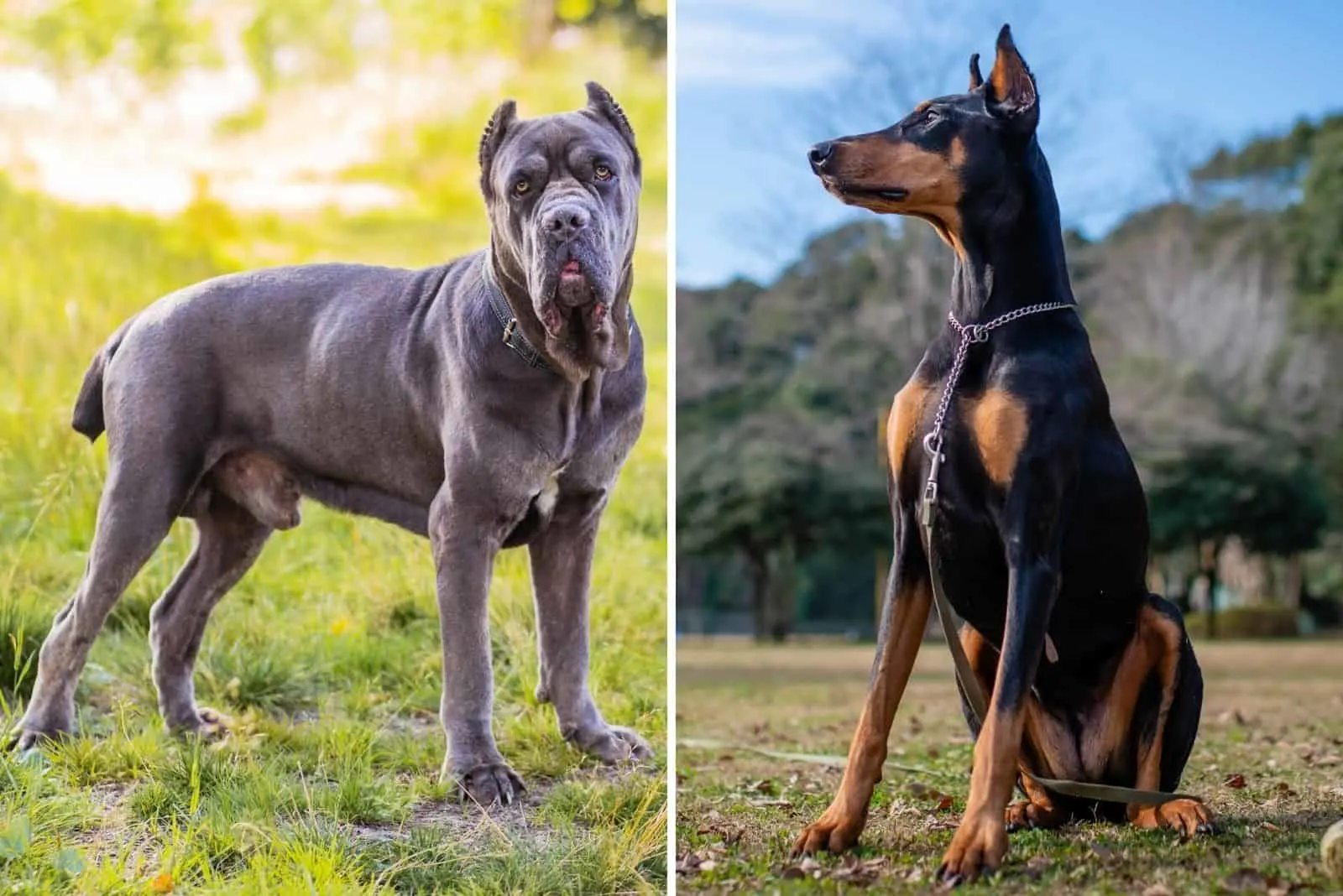 how to measure doberman height