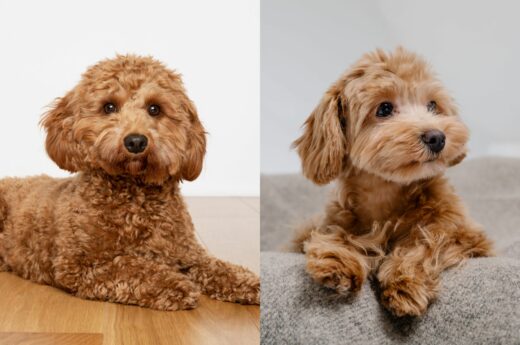 Cavapoo Vs Maltipoo: So Similar, But So Different