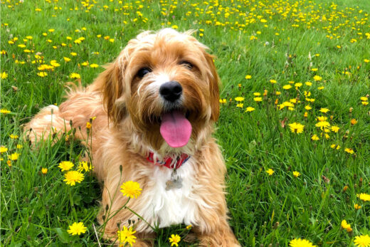 11 Cavapoo Breeders In Minnesota: The Best From Gopher State