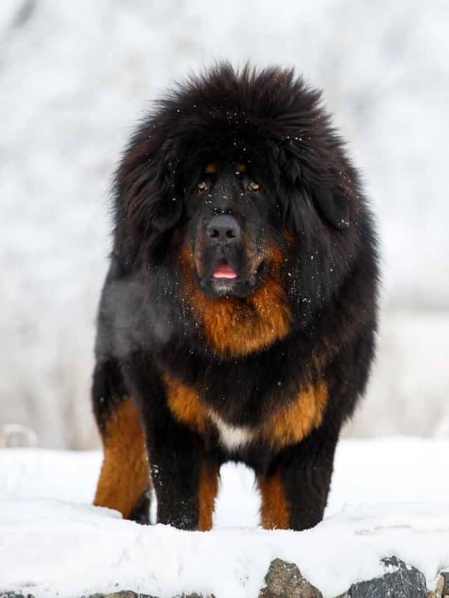 Tibetan Mastiff Price: Can Dogs Really Be That Expensive? - PupVine