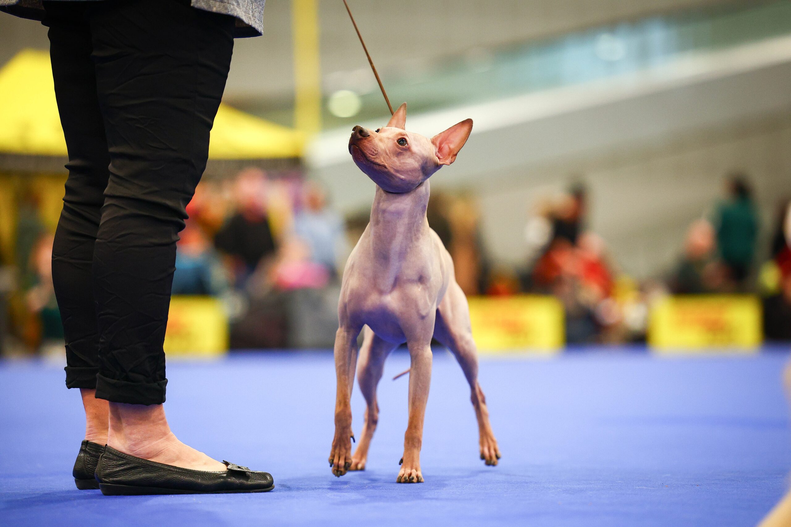 czech hairless dog show