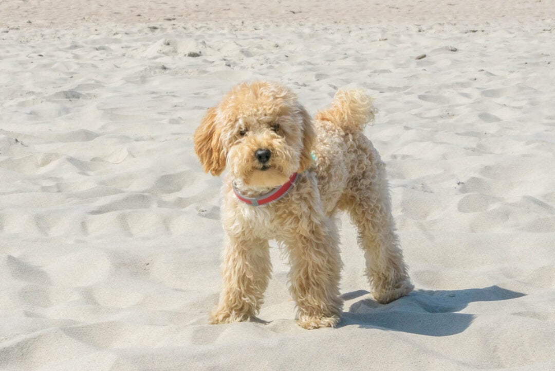 15 Best Goldendoodle Haircuts (With Pictures)