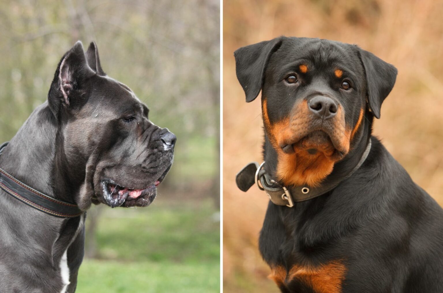 Cane Corso Vs Rottweiler: Which One Is The Better Guard Dog?