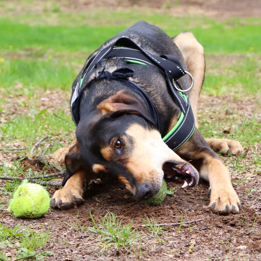 33 Doberman Mixes You Need To Meet