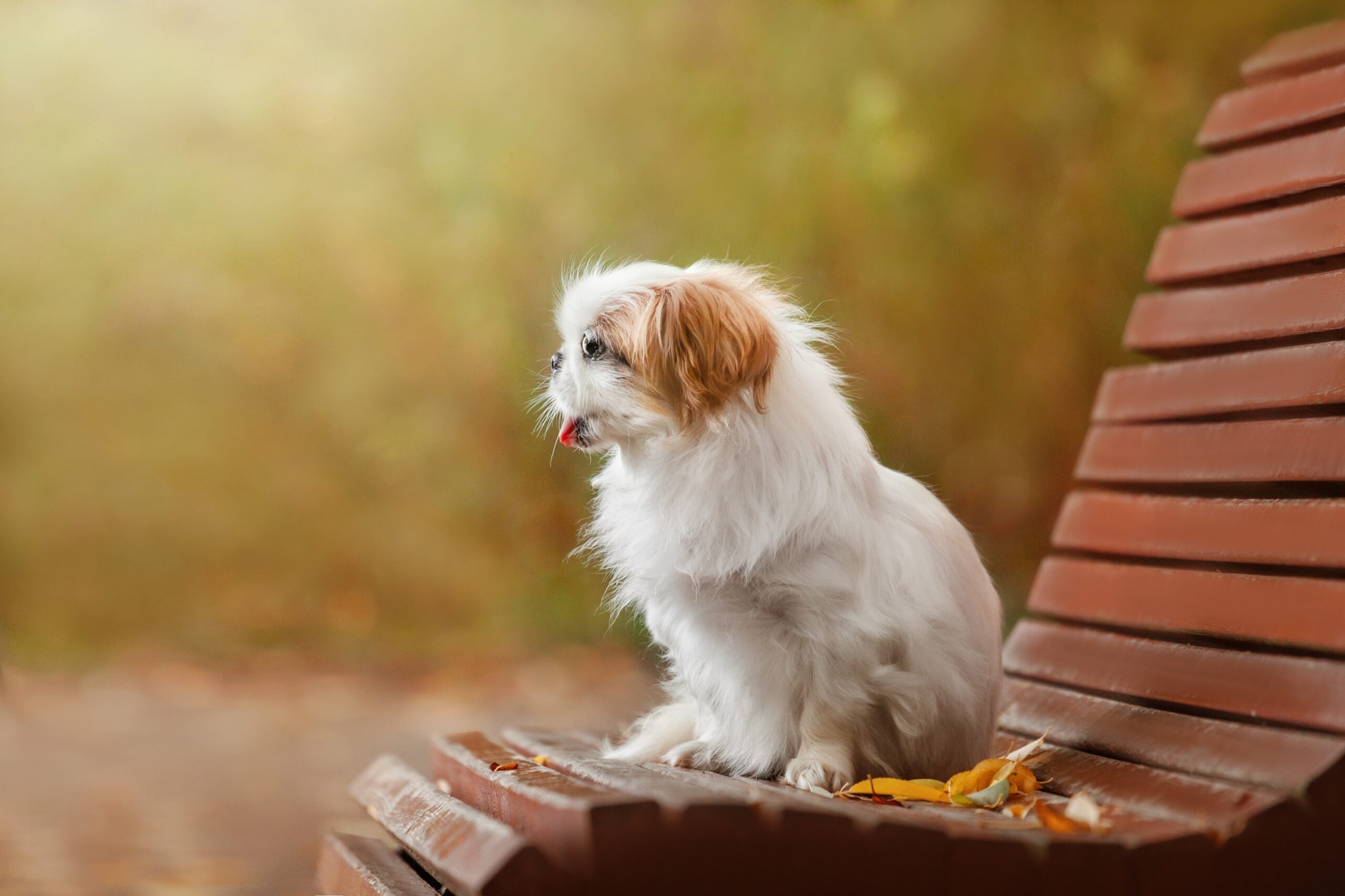 japanese dog on a bench