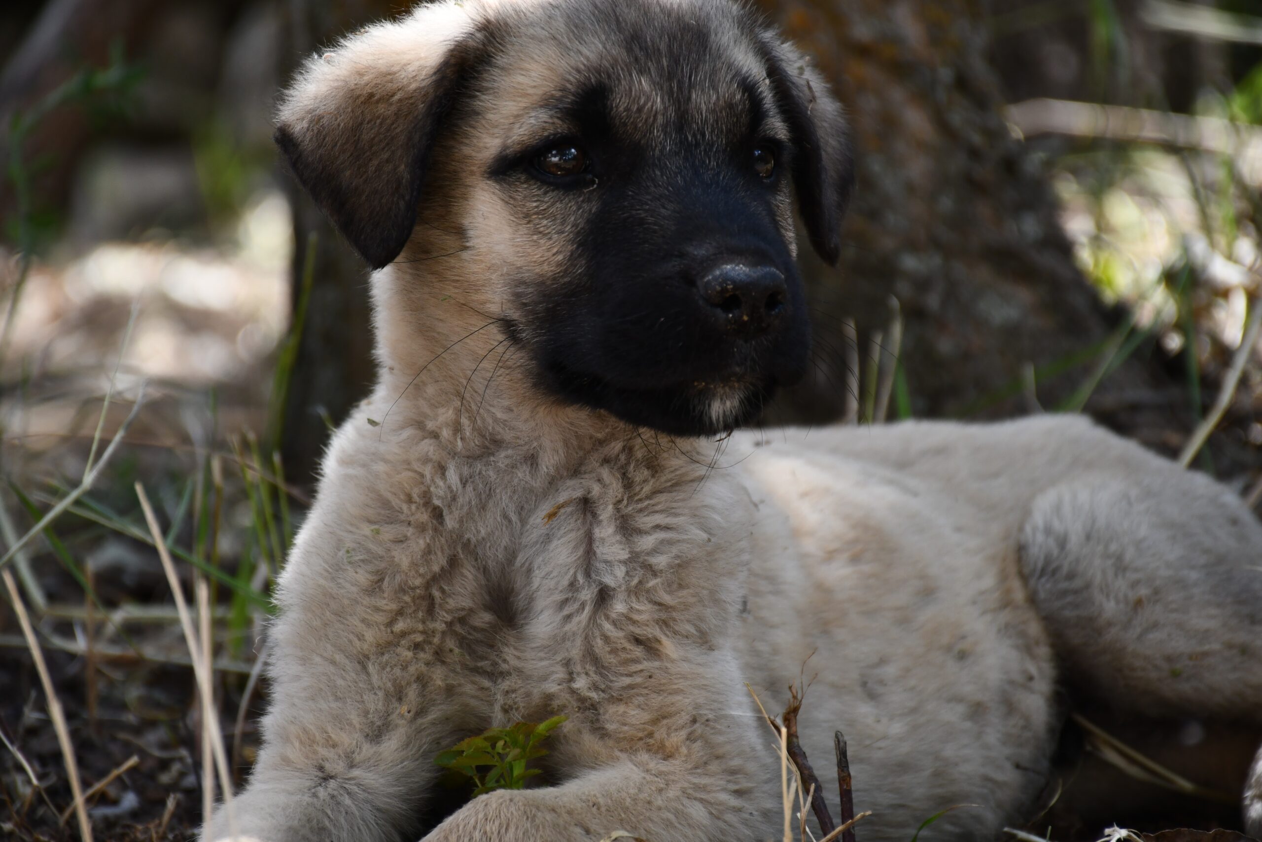 kangal puppy sitting