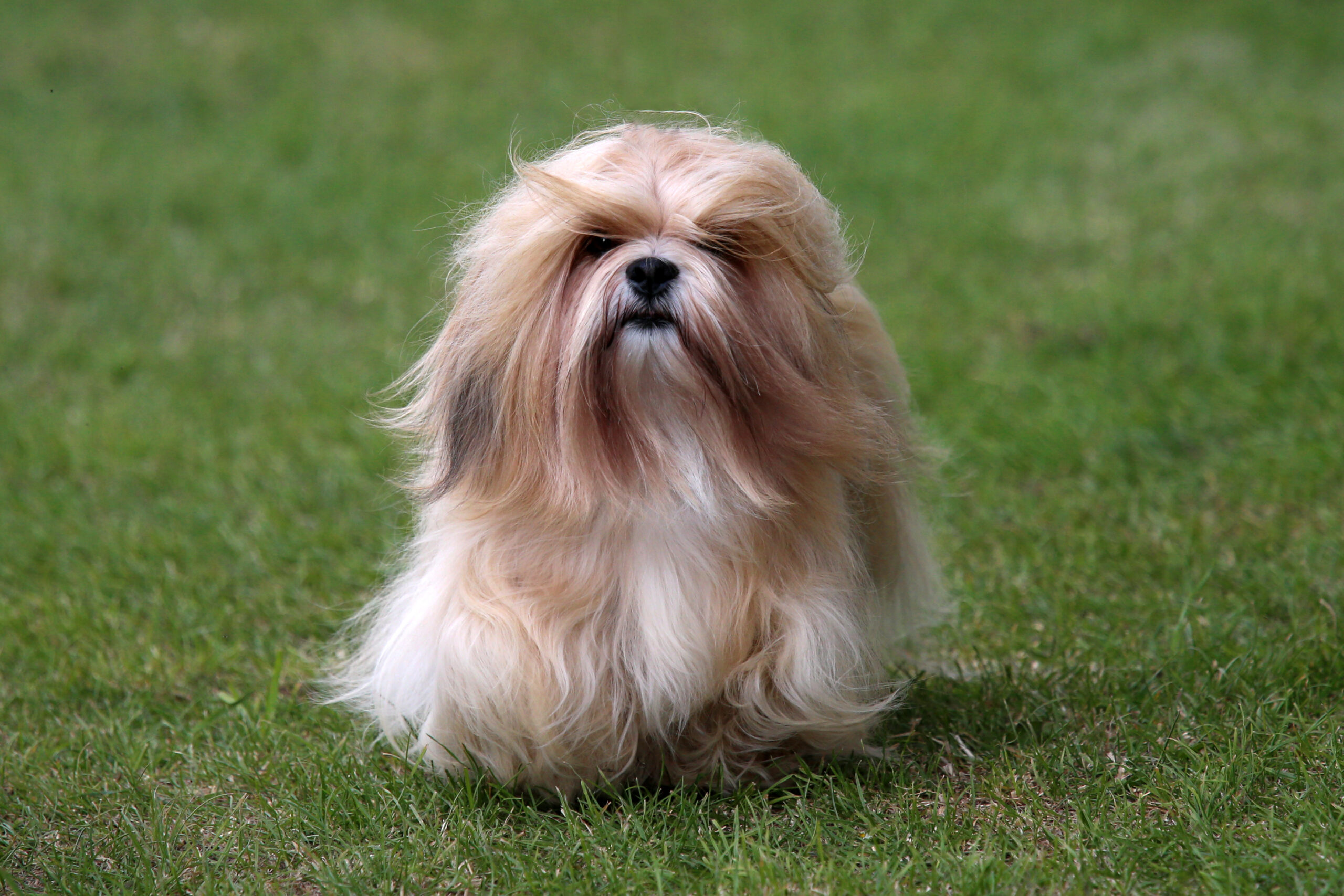 lhasa apso in the grass