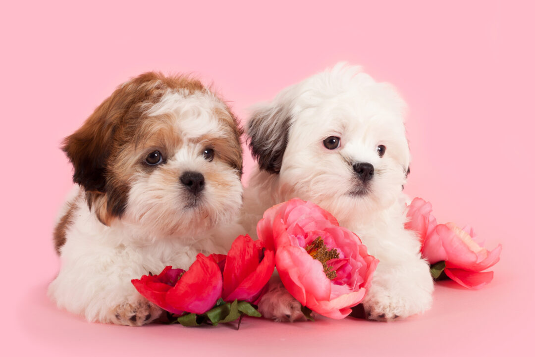 Maltese Vs Shih Tzu: Which Pooch Should I Get?