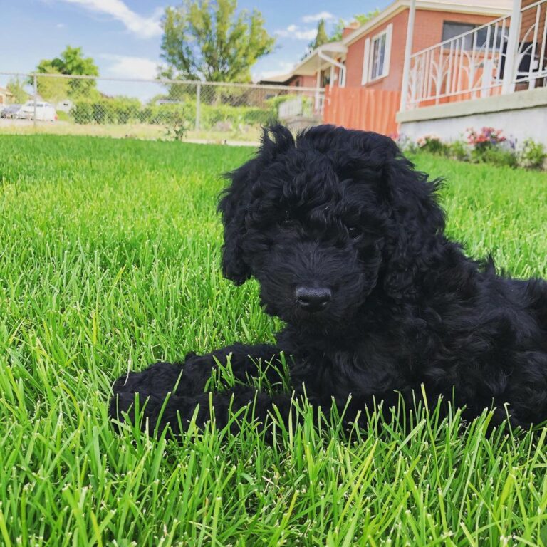 Black Goldendoodle 101 - Facts And Care