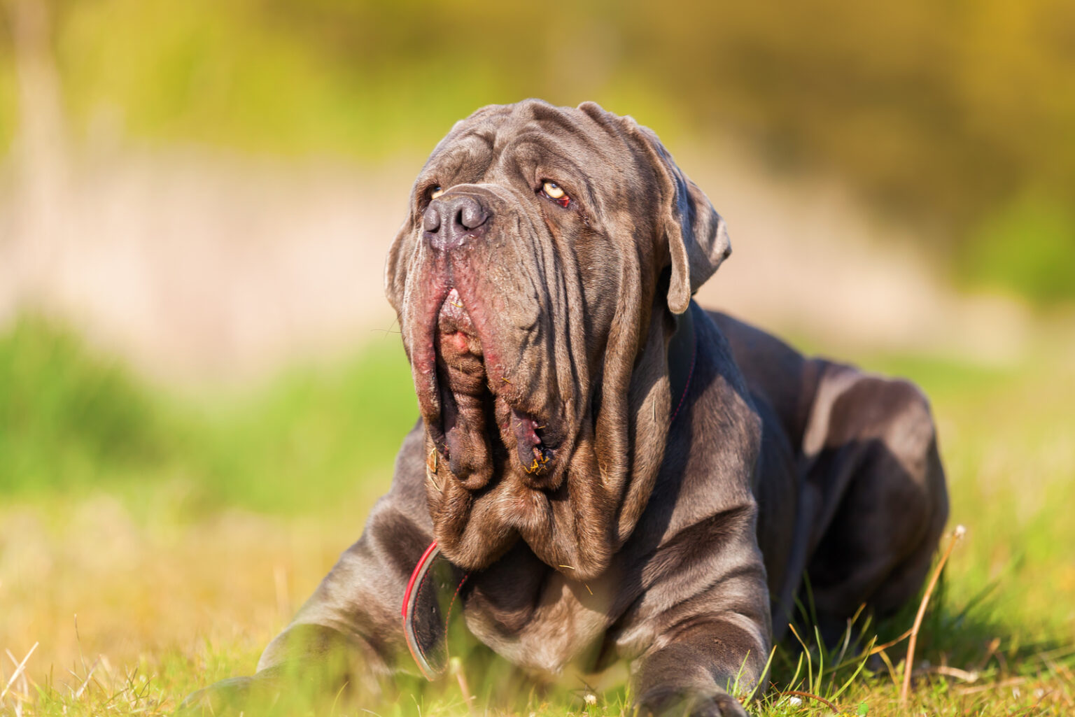 15 Weird Dog Breeds: Your Guide To The Weirdest Dogs Ever