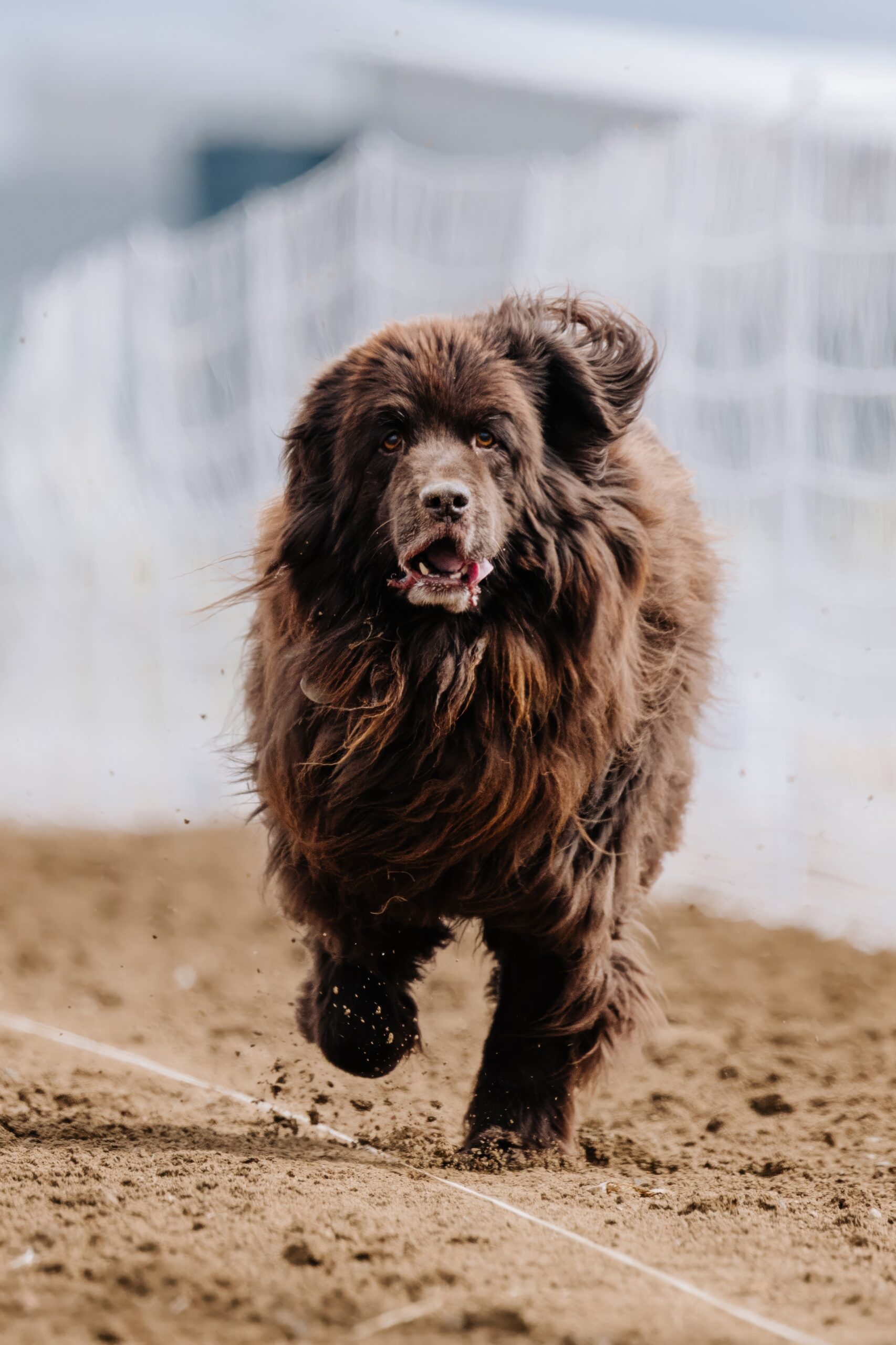 newfoundland dog walking