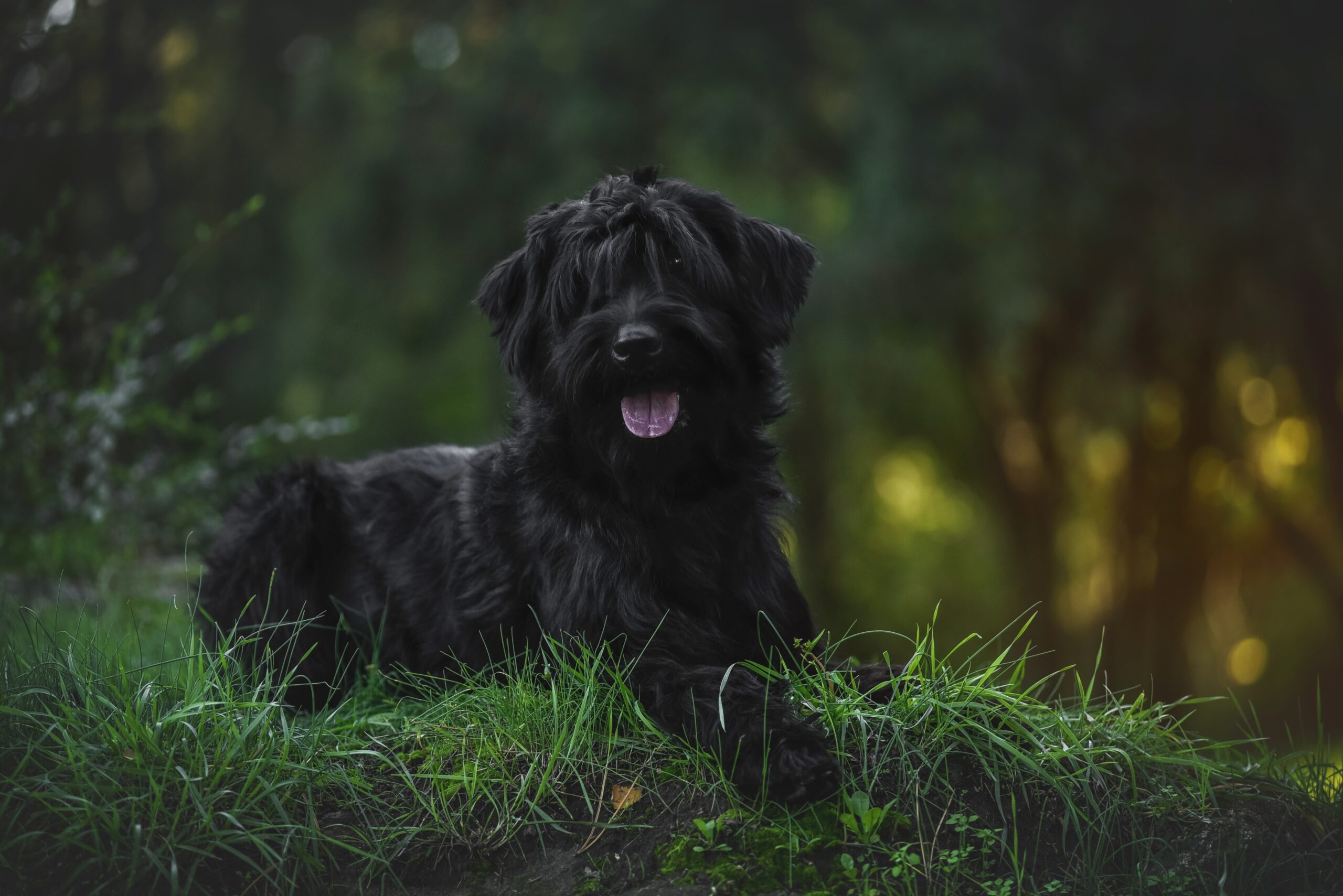 russian black terrier in nature