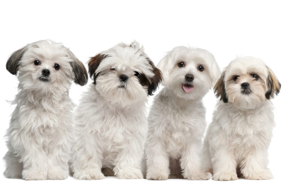 Maltese Vs Shih Tzu: Which Pooch Should I Get?