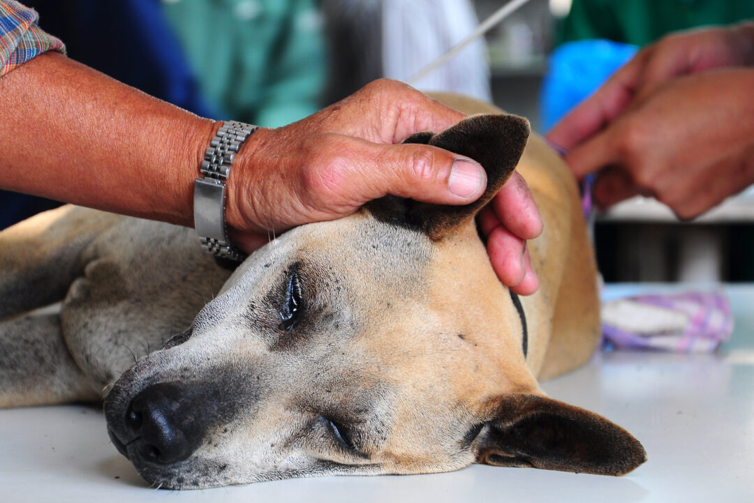 Where to Euthanize A Dog For Free: 10 Places In The U.S.