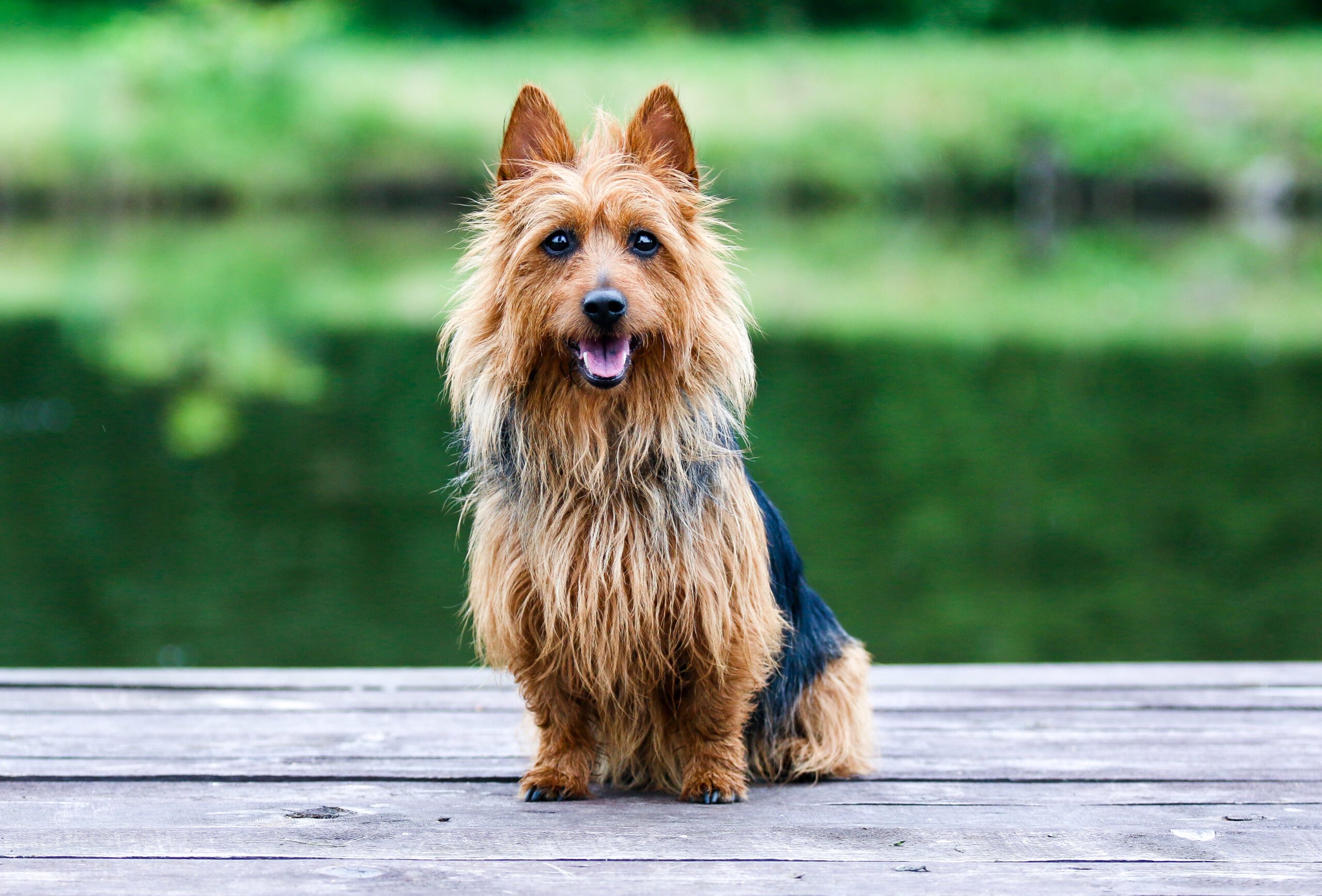 silky terrier sitting on a bench