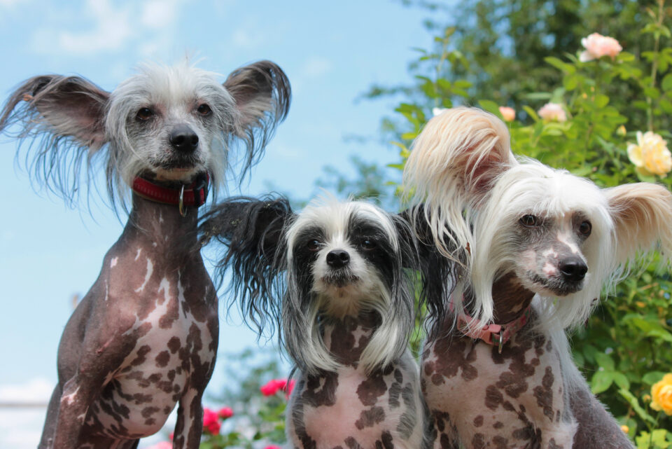 29 Weird Dog Breeds: Your Guide To The Weirdest Dogs Ever