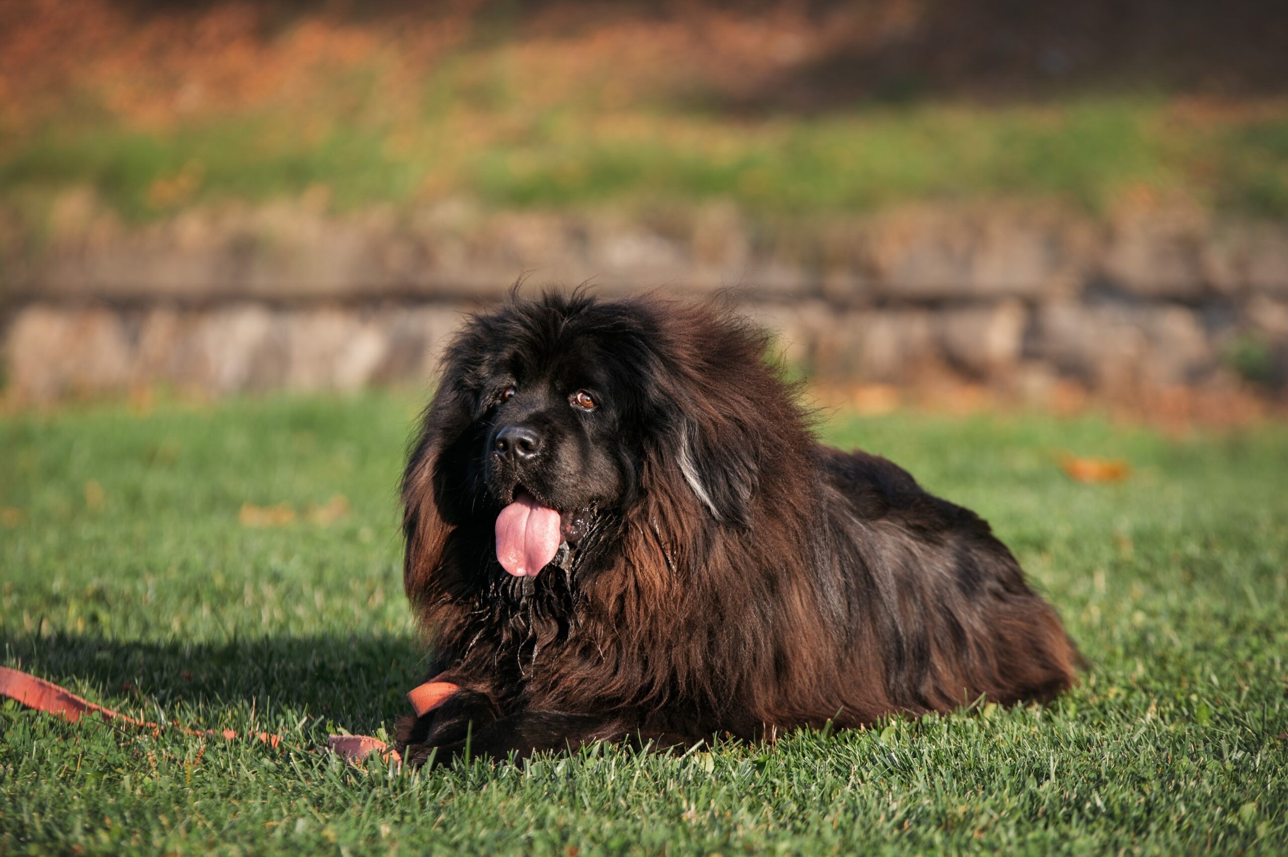 tibetan mastiff resting