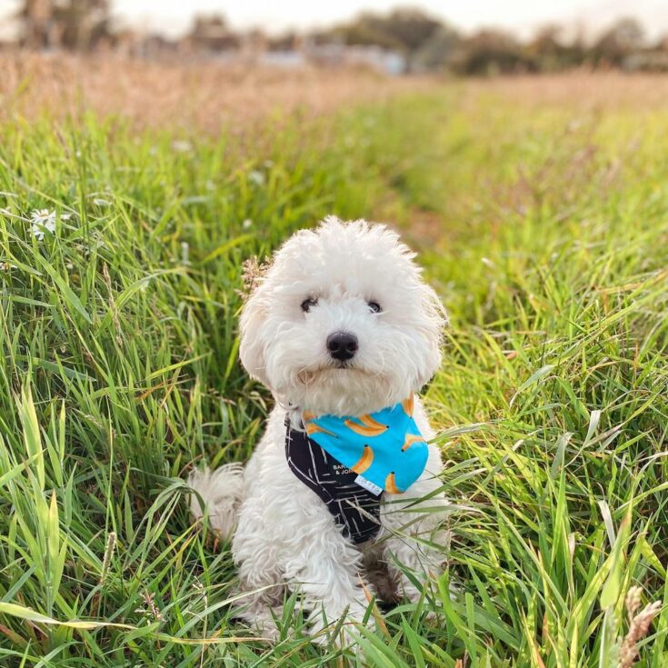 Cavapoo Colors: 11 Coat Colors You’ll Fall For